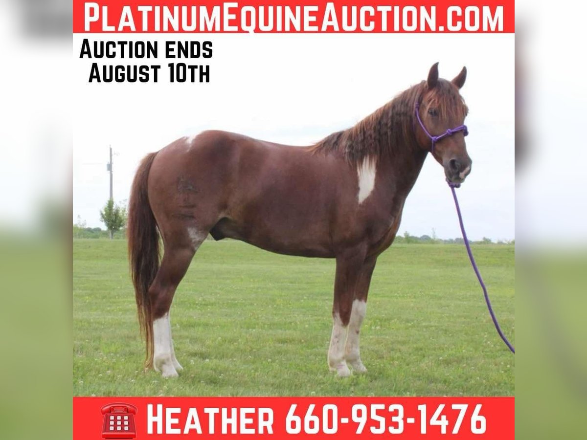 American Quarter Horse Wallach 7 Jahre 124 cm Dunkelfuchs in Princeton, MO