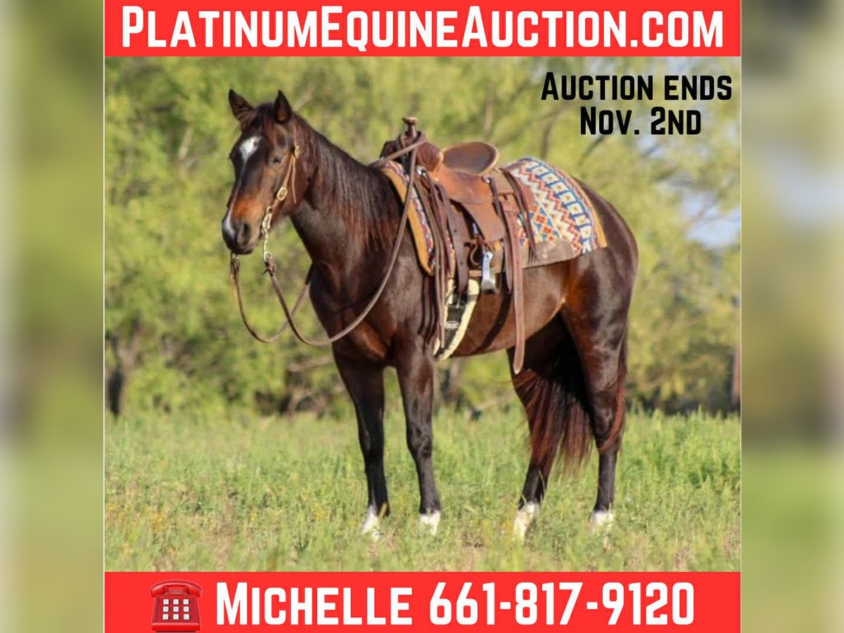 American Quarter Horse Wallach 7 Jahre 132 cm Rotbrauner in Stephenville TX
