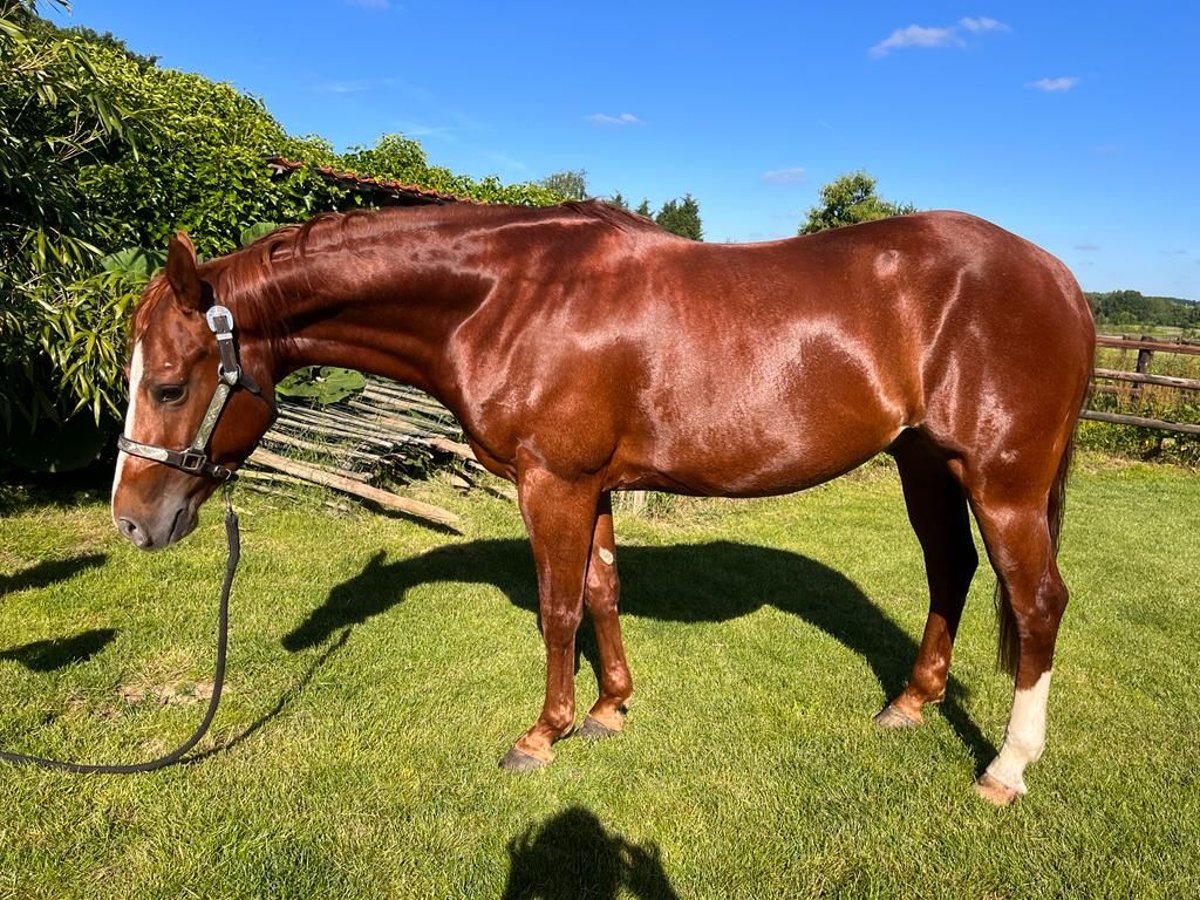 American Quarter Horse Wallach 7 Jahre 144 cm Rotfuchs in Kranenburg
