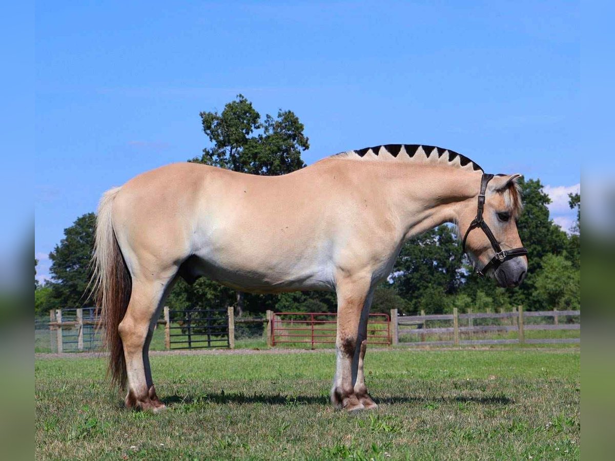 American Quarter Horse Wallach 7 Jahre 145 cm Buckskin in Howell, MI