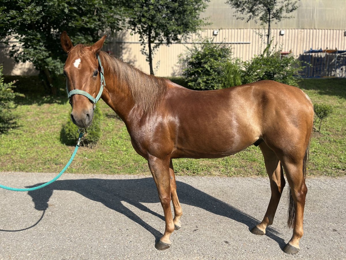 American Quarter Horse Wallach 7 Jahre 145 cm Fuchs in Langenbrettach