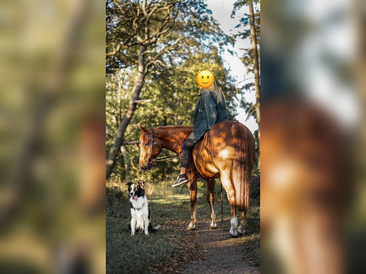 American Quarter Horse Wallach 7 Jahre 146 cm Fuchs in Geldern
