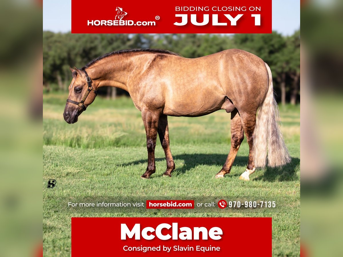 American Quarter Horse Wallach 7 Jahre 147 cm Dunalino in Whitesboro, TX