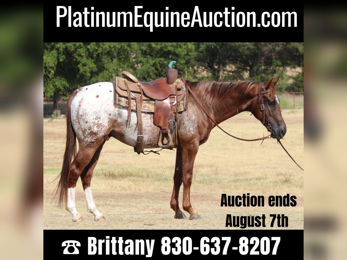 American Quarter Horse Wallach 7 Jahre 147 cm Dunkelfuchs in Gainesville TX