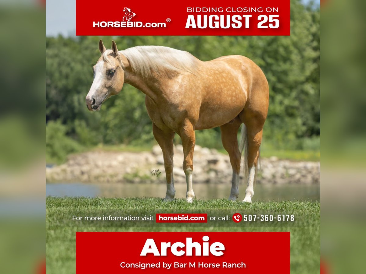 American Quarter Horse Wallach 7 Jahre 147 cm Palomino in Windom