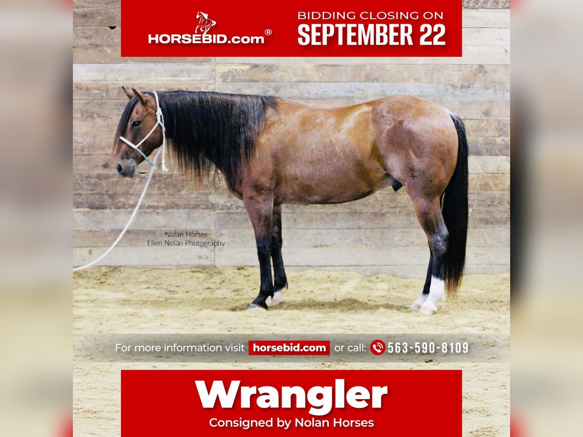 American Quarter Horse Wallach 7 Jahre 147 cm Roan-Red in Peosta