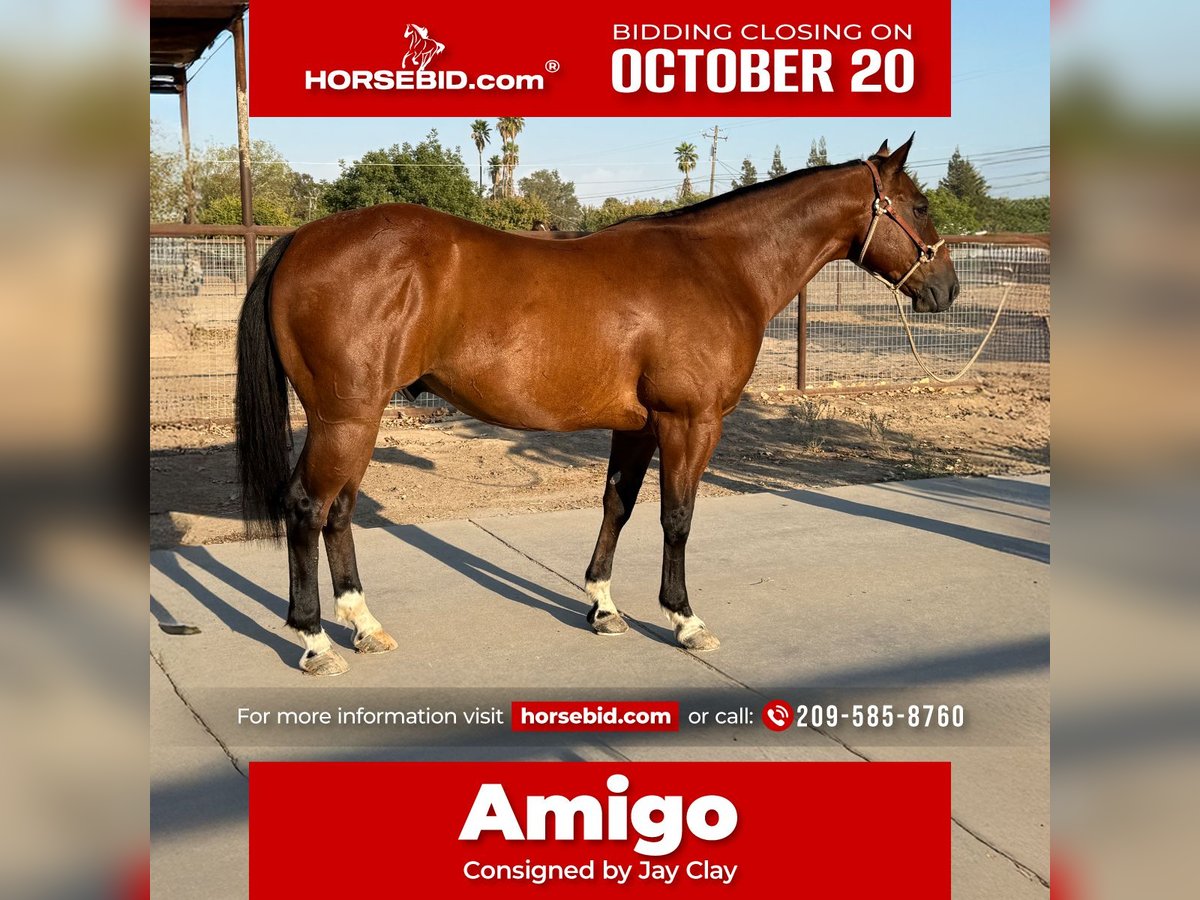 American Quarter Horse Wallach 7 Jahre 147 cm Rotbrauner in Madera