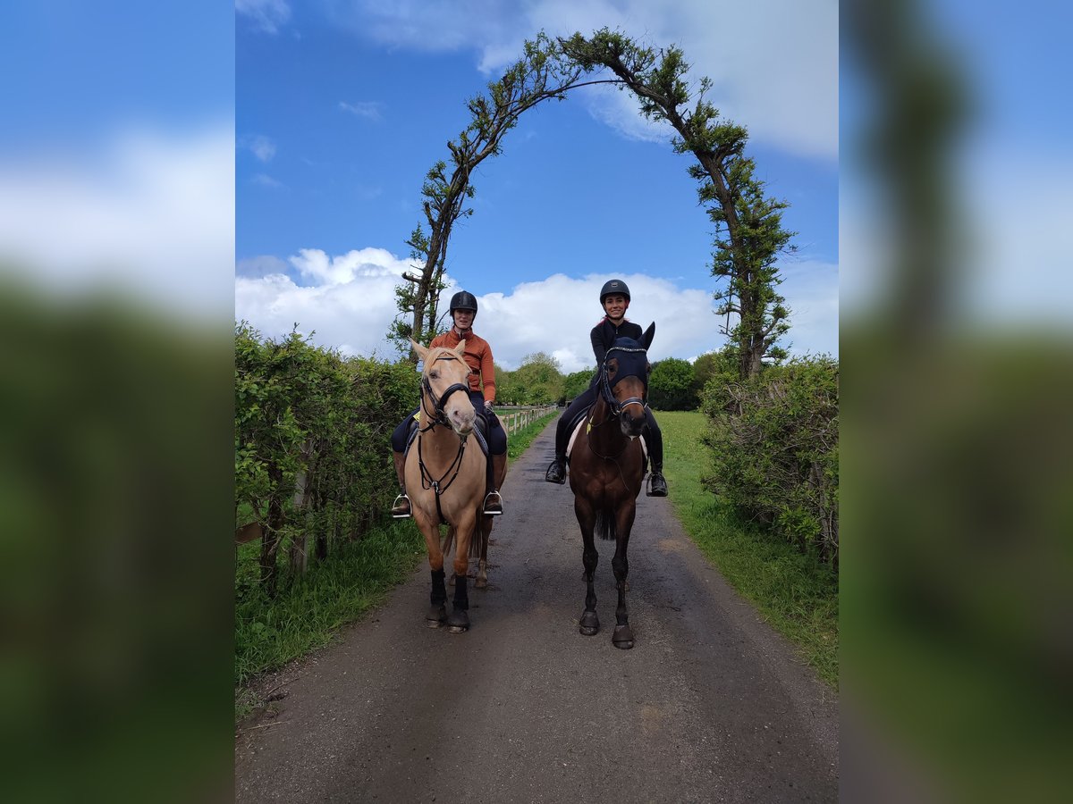 American Quarter Horse Wallach 7 Jahre 150 cm Champagne in Meerbusch