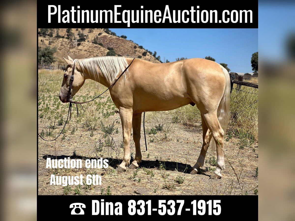 American Quarter Horse Wallach 7 Jahre 150 cm Palomino in Paso Robles CA