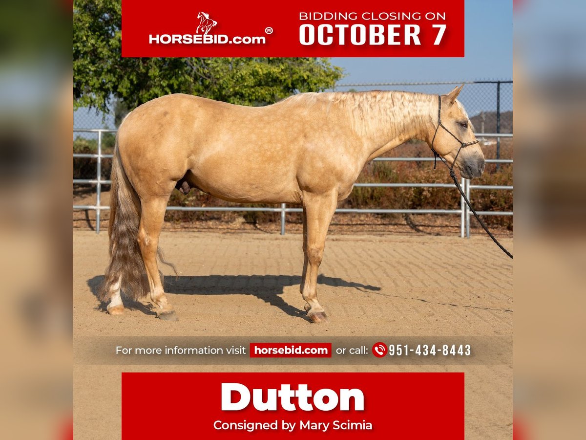 American Quarter Horse Wallach 7 Jahre 150 cm Palomino in Perris, CA