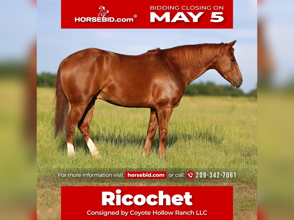 American Quarter Horse Wallach 7 Jahre 150 cm in Mount Vernon, TX