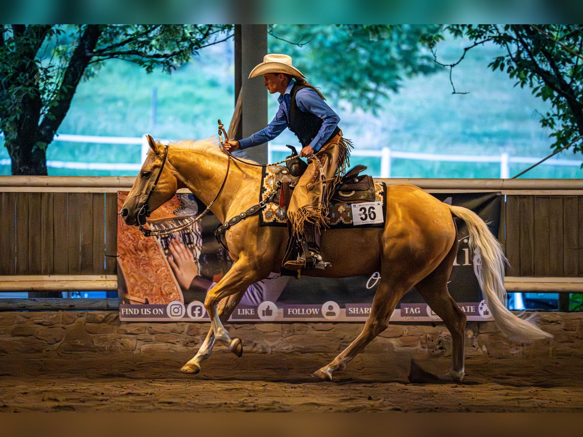 American Quarter Horse Wallach 7 Jahre 150 cm in Greifenstein