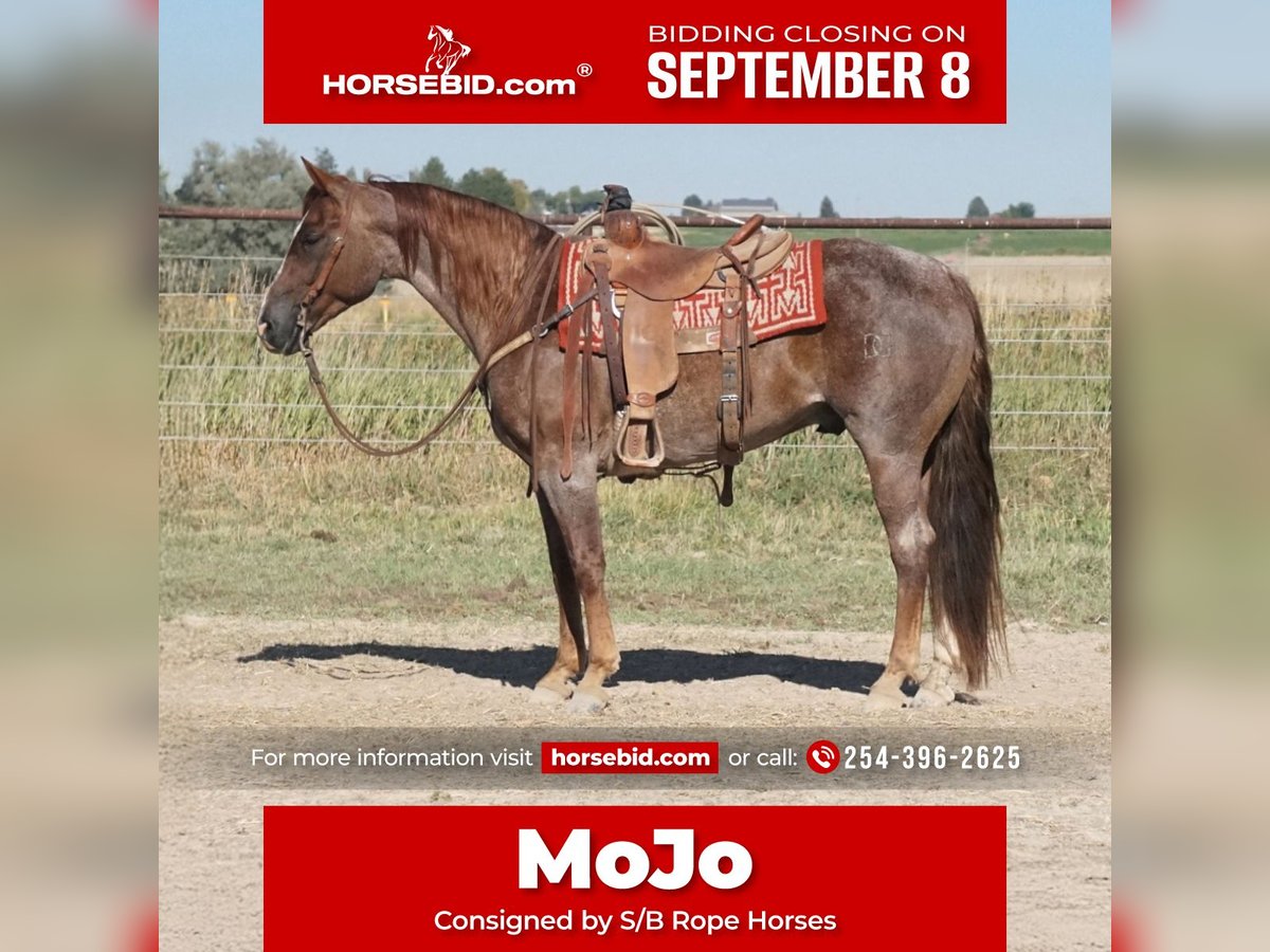 American Quarter Horse Wallach 7 Jahre 150 cm Roan-Red in Kimberly