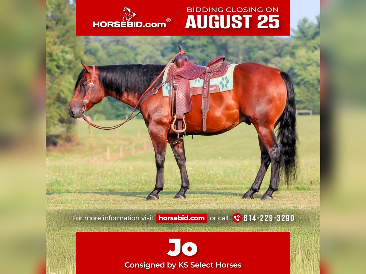 American Quarter Horse Wallach 7 Jahre 150 cm Rotbrauner in Clarion