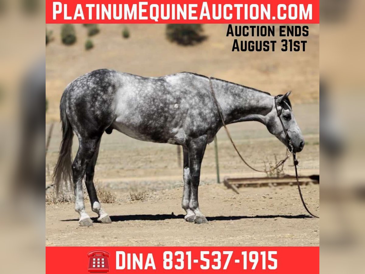 American Quarter Horse Wallach 7 Jahre 152 cm Apfelschimmel in Paicines CA
