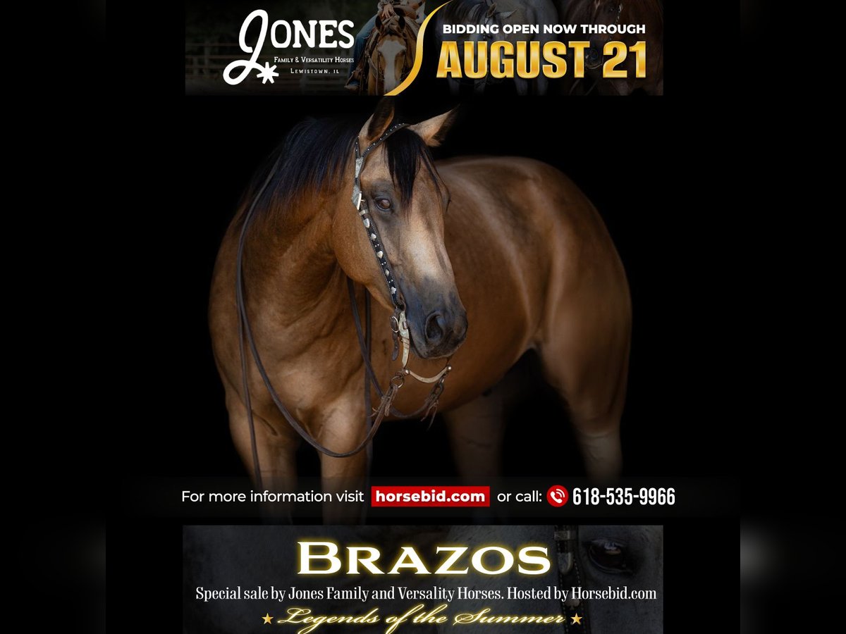 American Quarter Horse Wallach 7 Jahre 152 cm Buckskin in Lewistown