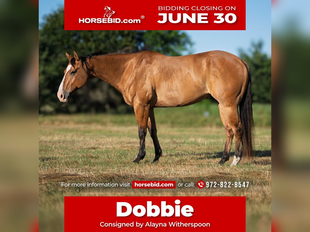American Quarter Horse Wallach 7 Jahre 152 cm Falbe in Canton, TX