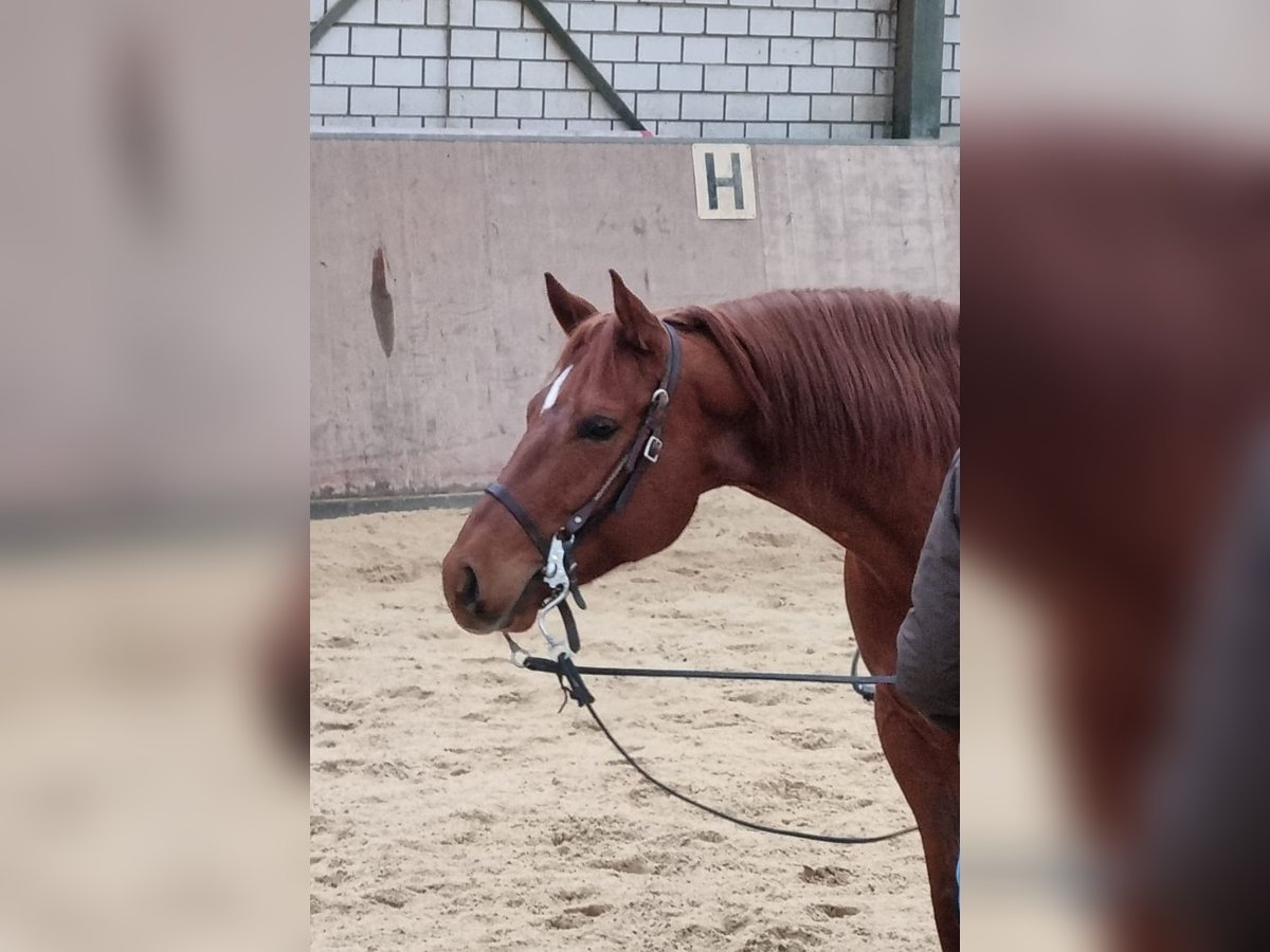American Quarter Horse Wallach 7 Jahre 152 cm Fuchs in Neunkirchen-Seelscheid