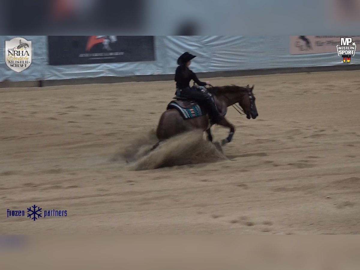 American Quarter Horse Wallach 7 Jahre 152 cm Fuchs in Steyerberg Deblinghausen