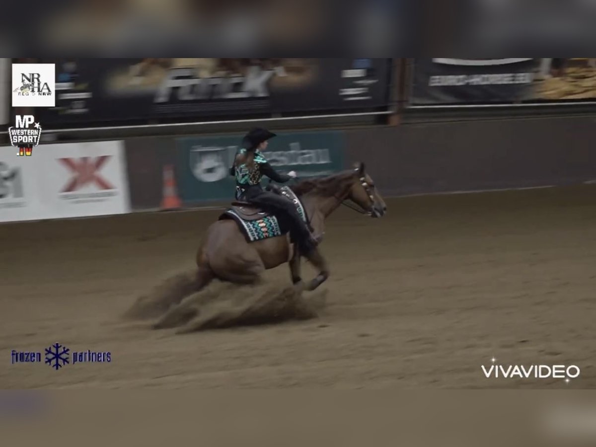 American Quarter Horse Wallach 7 Jahre 152 cm Fuchs in Steyerberg Deblinghausen