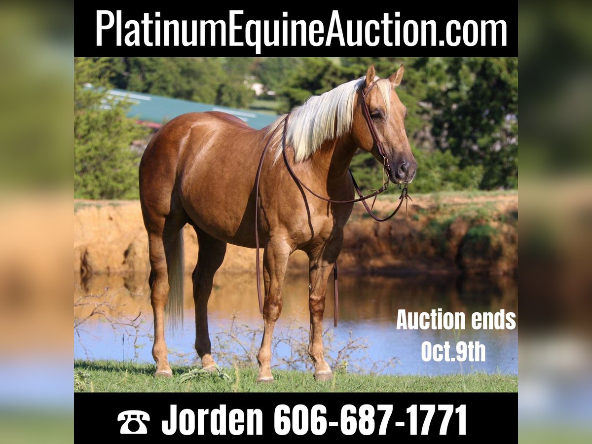 American Quarter Horse Wallach 7 Jahre 152 cm Palomino in Cleburne, TX