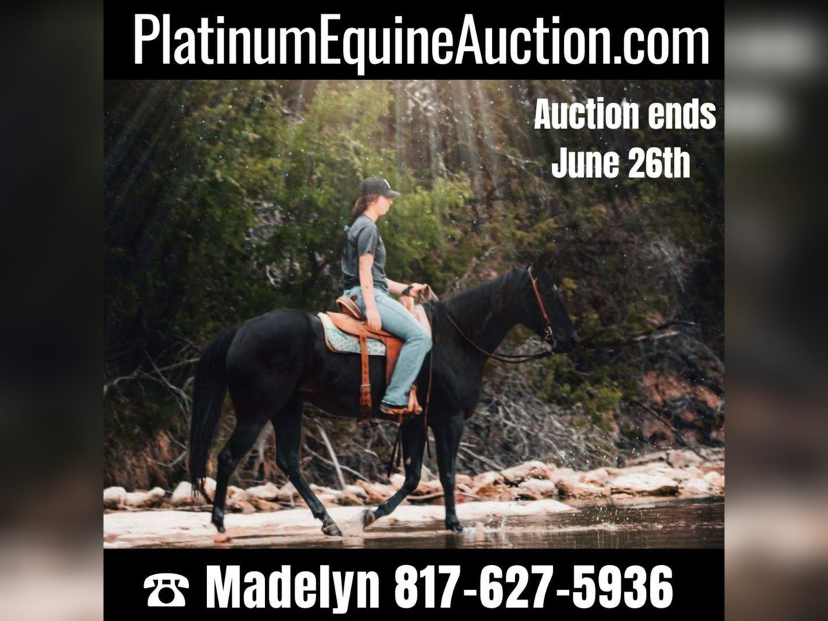 American Quarter Horse Wallach 7 Jahre 152 cm Rappe in Bluff Dale TX