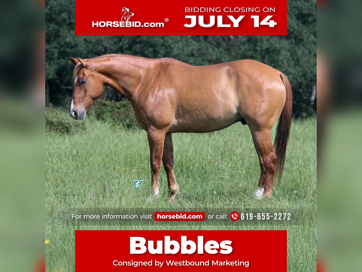 American Quarter Horse Wallach 7 Jahre 152 cm Red Dun in Carthage, TX
