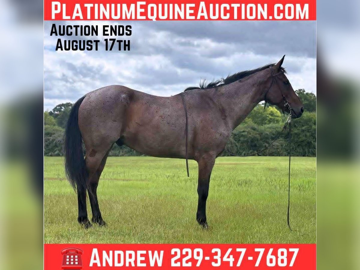 American Quarter Horse Wallach 7 Jahre 152 cm Roan-Blue in Dawson Ga