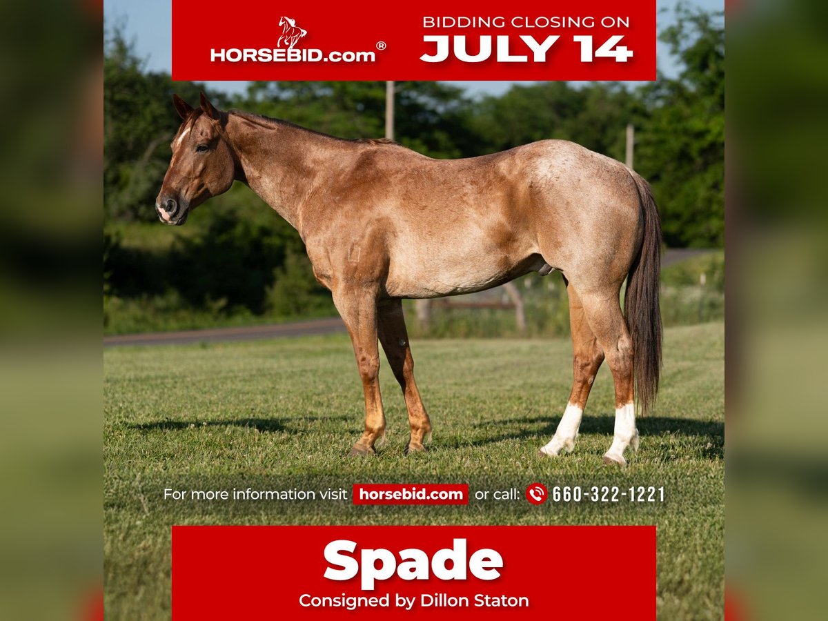 American Quarter Horse Wallach 7 Jahre 152 cm Roan-Red in Carrollton, MO