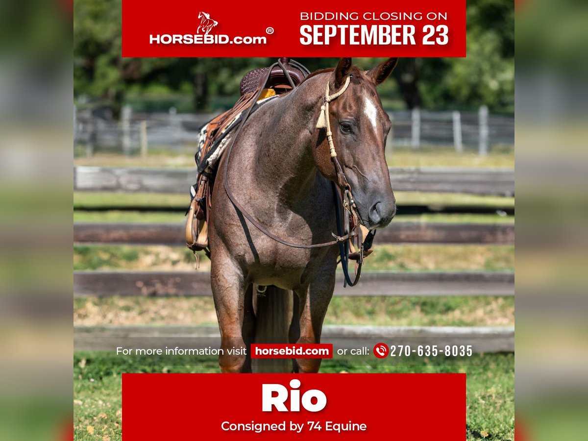 American Quarter Horse Wallach 7 Jahre 152 cm Roan-Red in Madisonville, KY