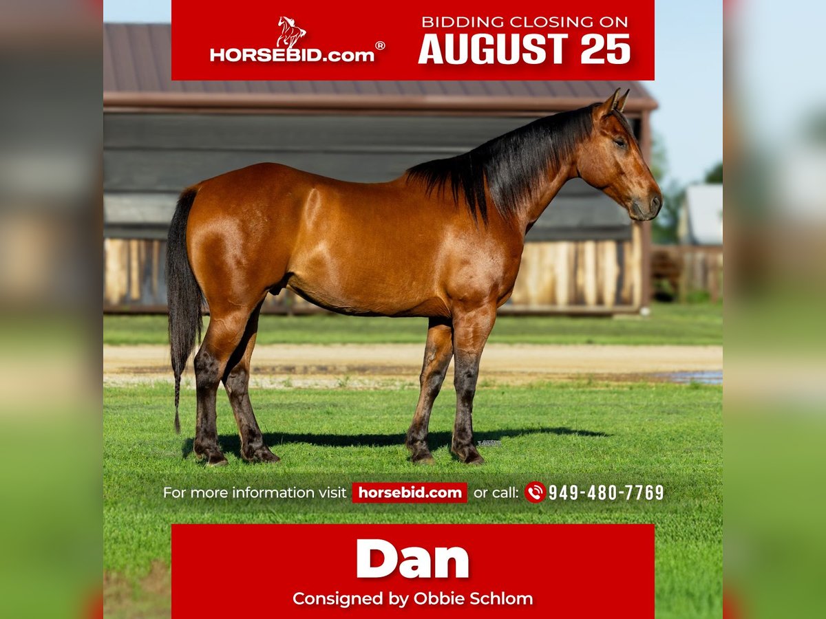 American Quarter Horse Wallach 7 Jahre 152 cm Rotbrauner in Canyon