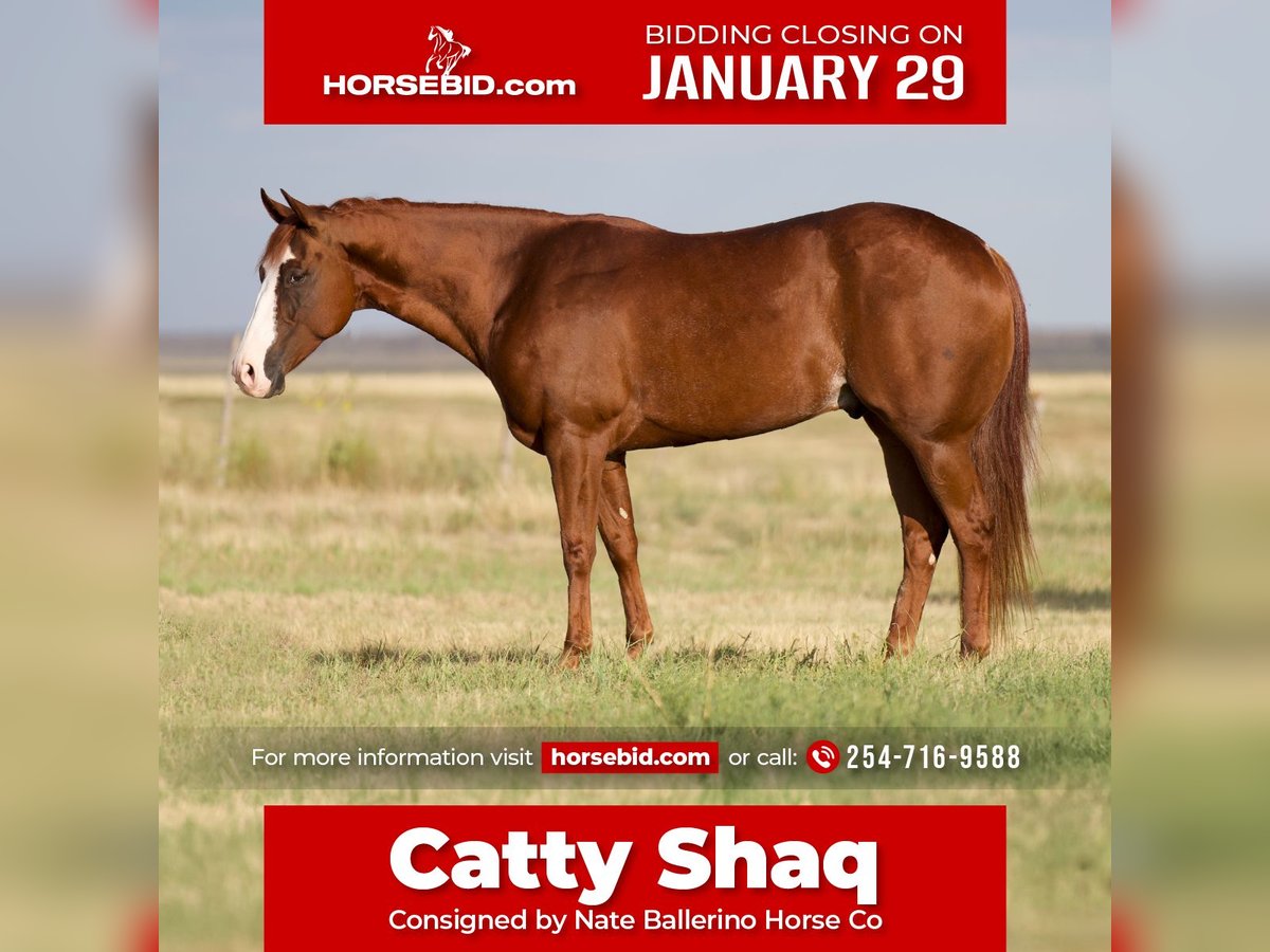 American Quarter Horse Wallach 7 Jahre 152 cm Rotfuchs in Waco, TX