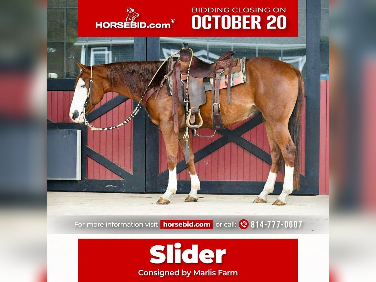 American Quarter Horse Wallach 7 Jahre 152 cm Rotfuchs in Rebersburg