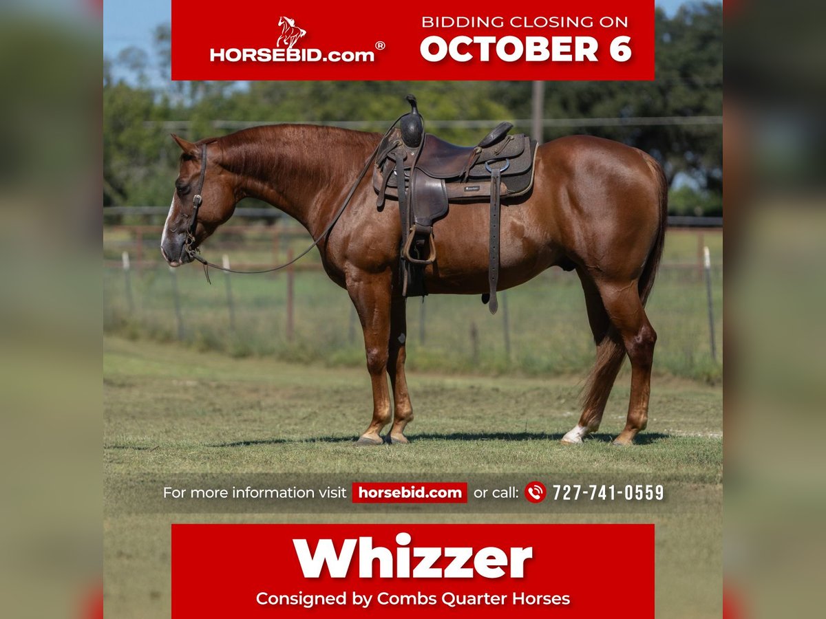 American Quarter Horse Wallach 7 Jahre 152 cm Rotfuchs in Cleburne