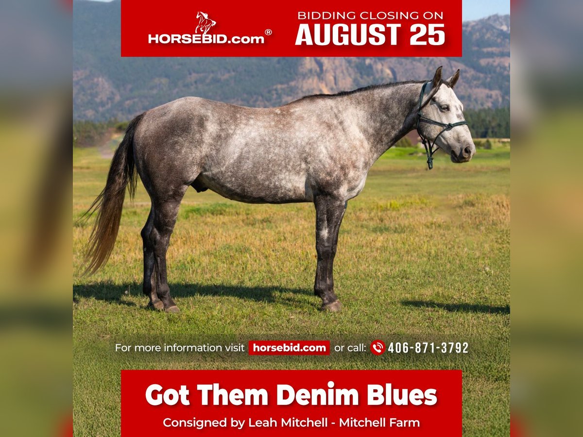 American Quarter Horse Wallach 7 Jahre 152 cm Schimmel in Columbia Falls
