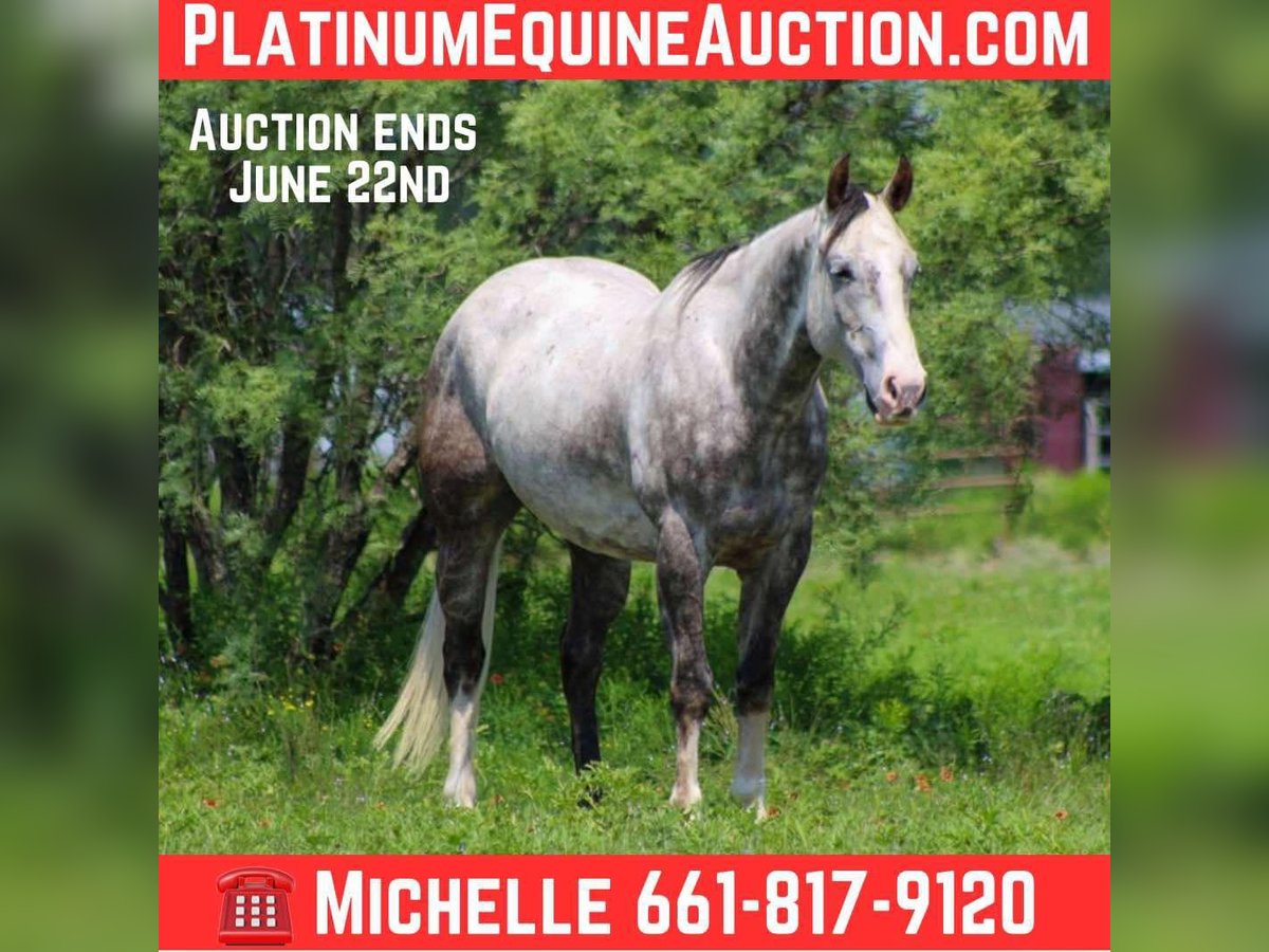 American Quarter Horse Wallach 7 Jahre 152 cm Schimmel in Stephenville TX