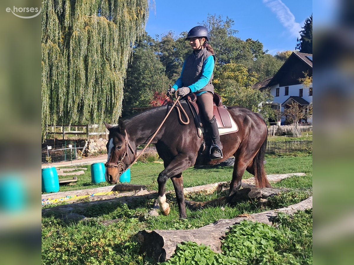 American Quarter Horse, Wallach in Bayerbach