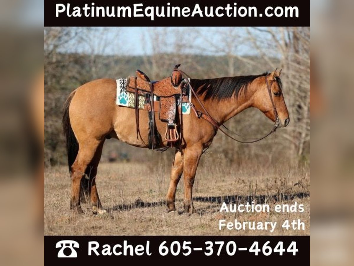 American Quarter Horse Wallach 7 Jahre 155 cm Falbe in Rusk TX