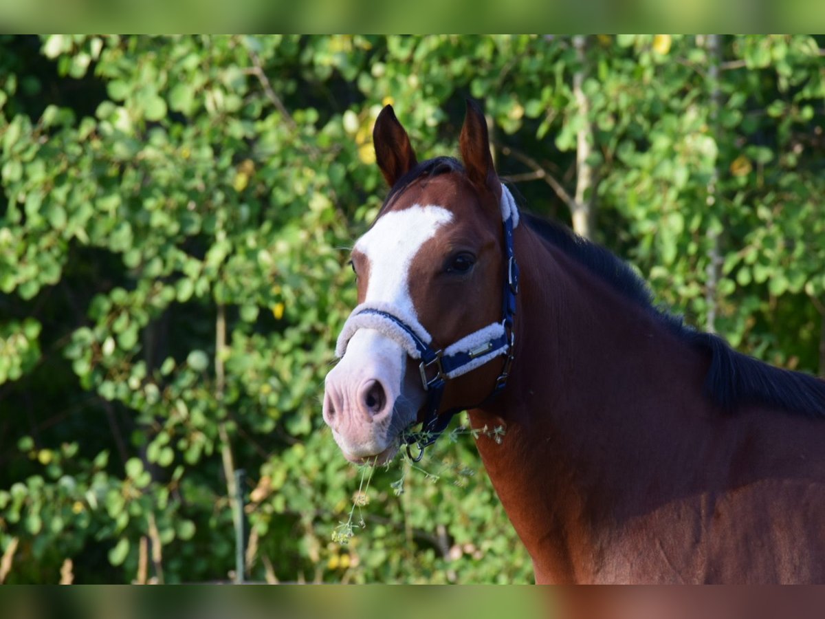 American Quarter Horse Wallach 7 Jahre 155 cm Hellbrauner in Berlin
