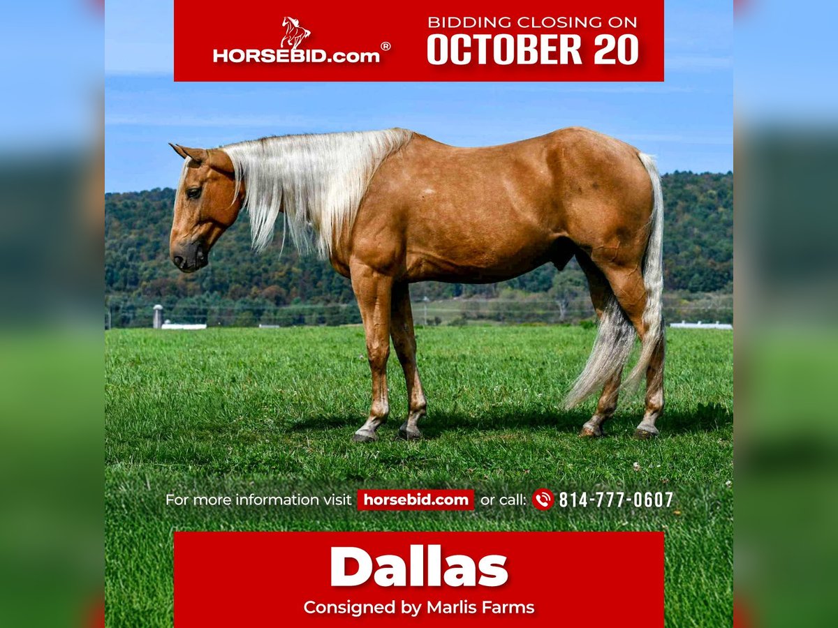 American Quarter Horse Wallach 7 Jahre 155 cm Palomino in Rebersburg