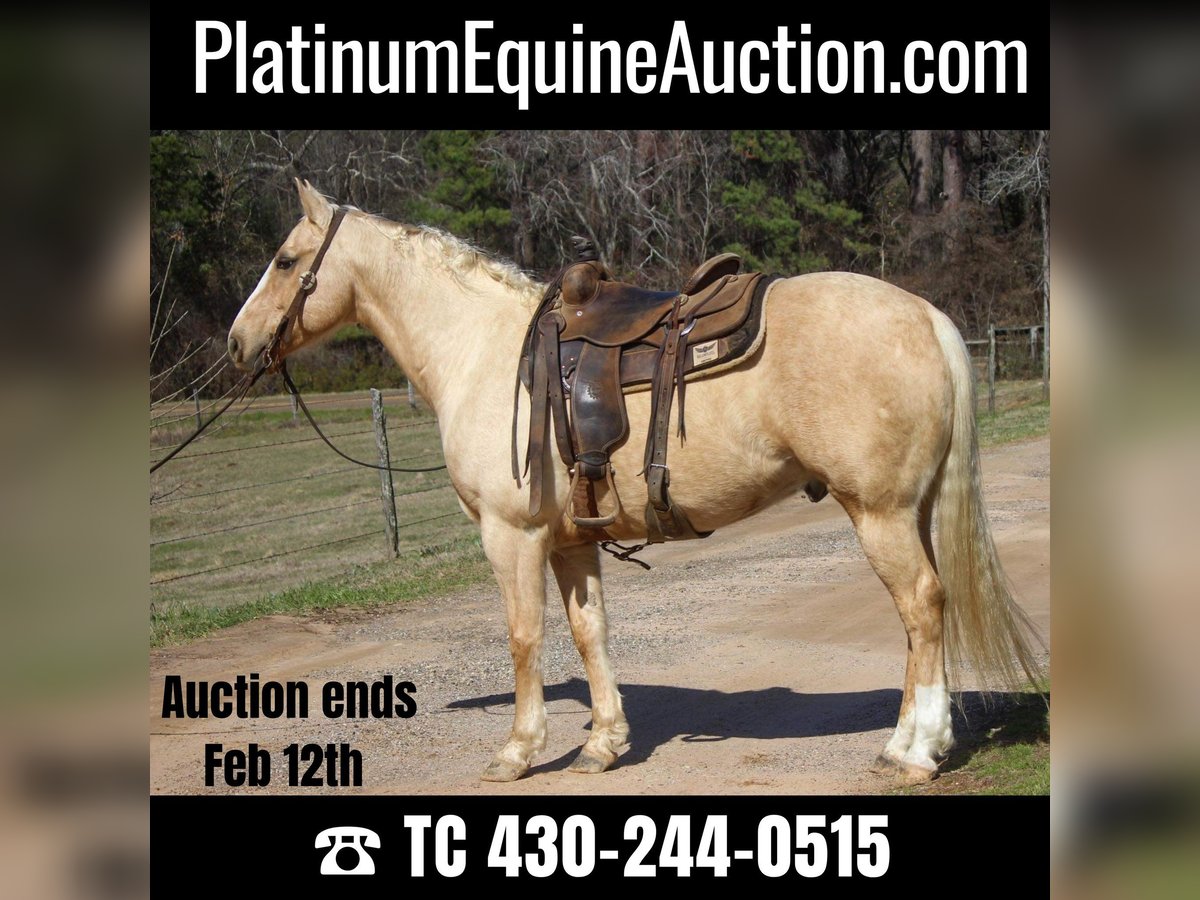 American Quarter Horse Wallach 7 Jahre 155 cm Palomino in Rusk TX