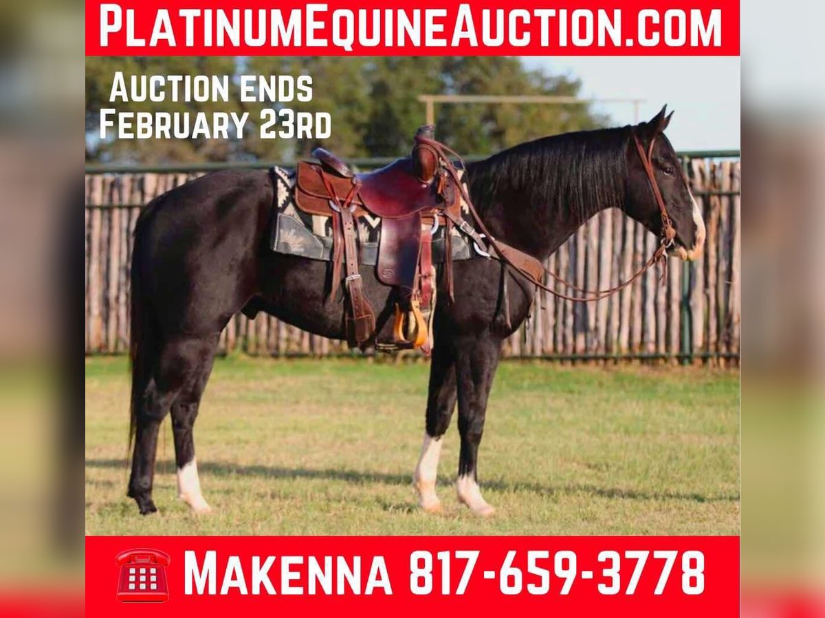 American Quarter Horse Wallach 7 Jahre 155 cm Rappe in Lipan TX