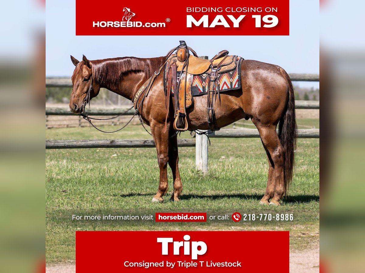 American Quarter Horse Wallach 7 Jahre 155 cm Roan-Red in Nevis, MN