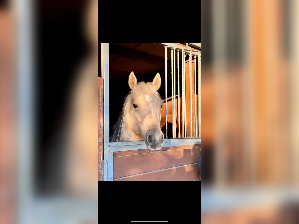 American Quarter Horse Wallach 7 Jahre 156 cm Palomino in Palombara Sabina