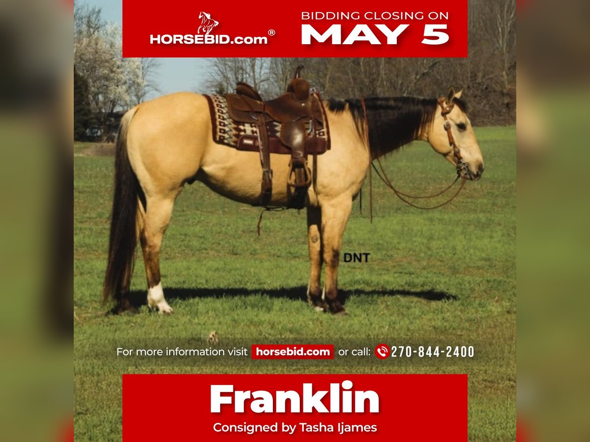 American Quarter Horse Wallach 7 Jahre 157 cm in Henderson, KY