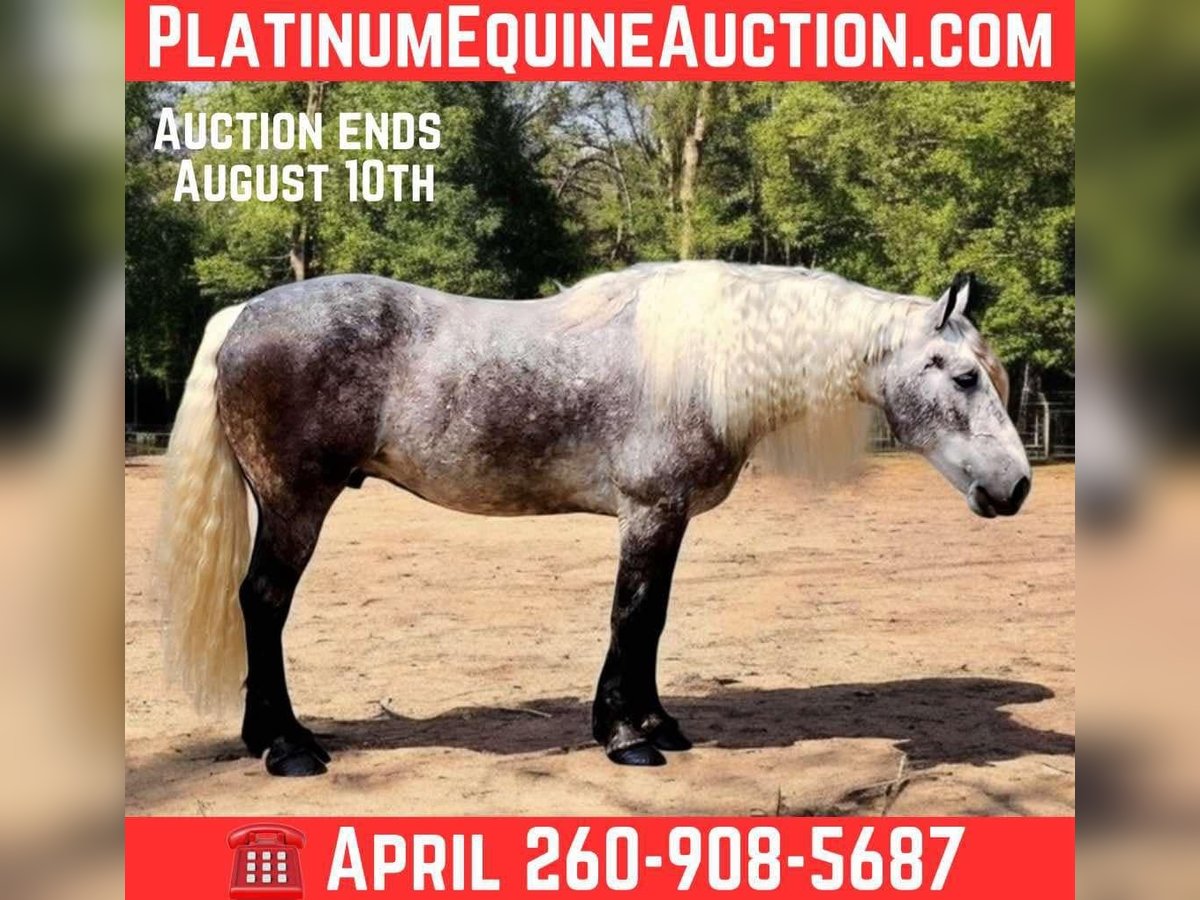 American Quarter Horse Wallach 7 Jahre 160 cm Apfelschimmel in Camden, MI