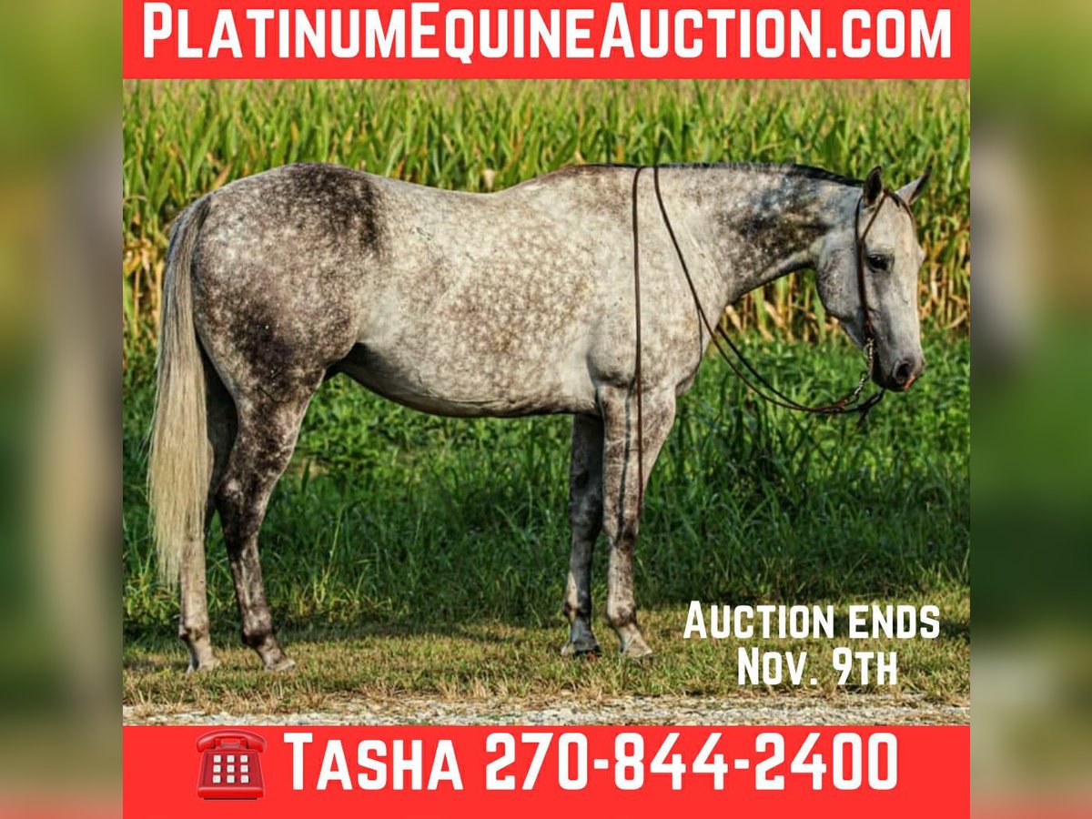American Quarter Horse Wallach 7 Jahre 160 cm Schimmel in Henderson KY American Quarter Horse Wallach 7 Jahre 160 cm Schimmel in Henderson KY