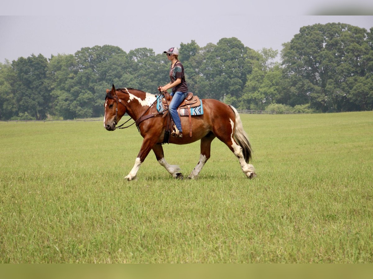 American Quarter Horse Wallach 7 Jahre 160 cm Tobiano-alle-Farben in Highland MI