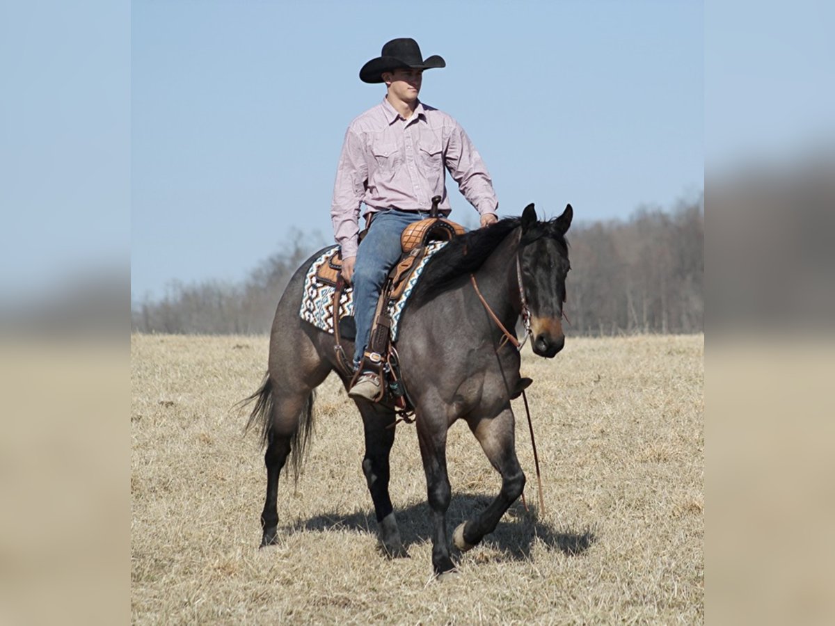 American Quarter Horse Wallach 7 Jahre 163 cm Roan-Blue in Mount Vernon KY