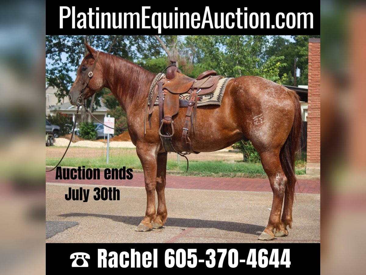 American Quarter Horse Wallach 7 Jahre 165 cm Roan-Red in Rusk TX
